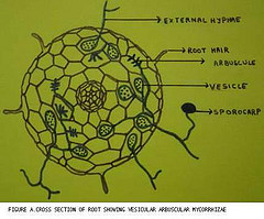 Mycorrhizae
